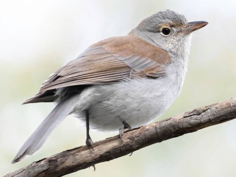 Gray Shrikethrush, Photos 2