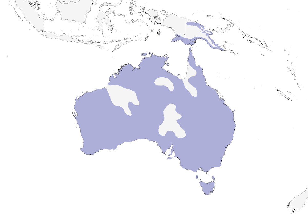Gray Shrikethrush, Distribution 1