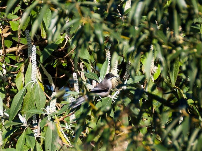Gray Sibia, Photos 4