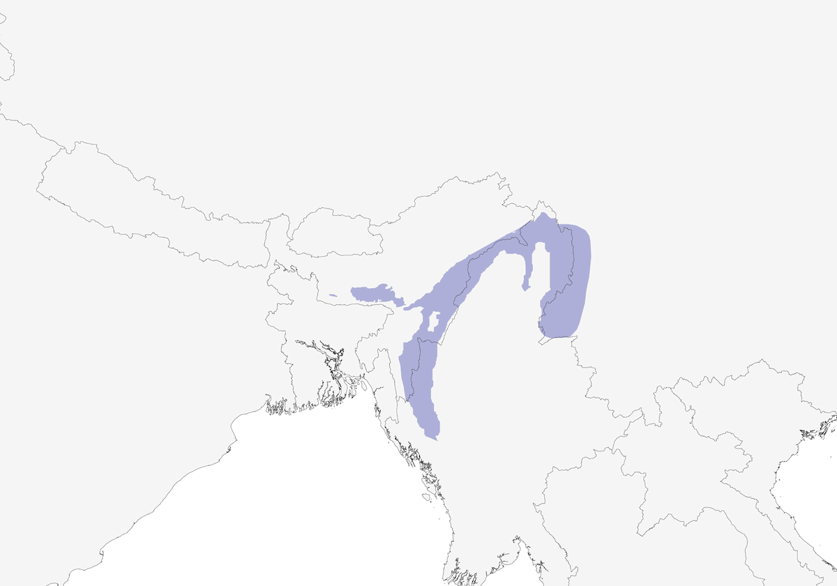 Gray Sibia, Distribution 1