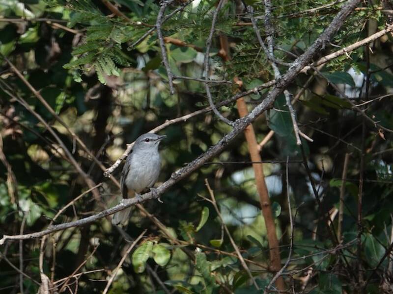 Gray Tit-Flycatcher