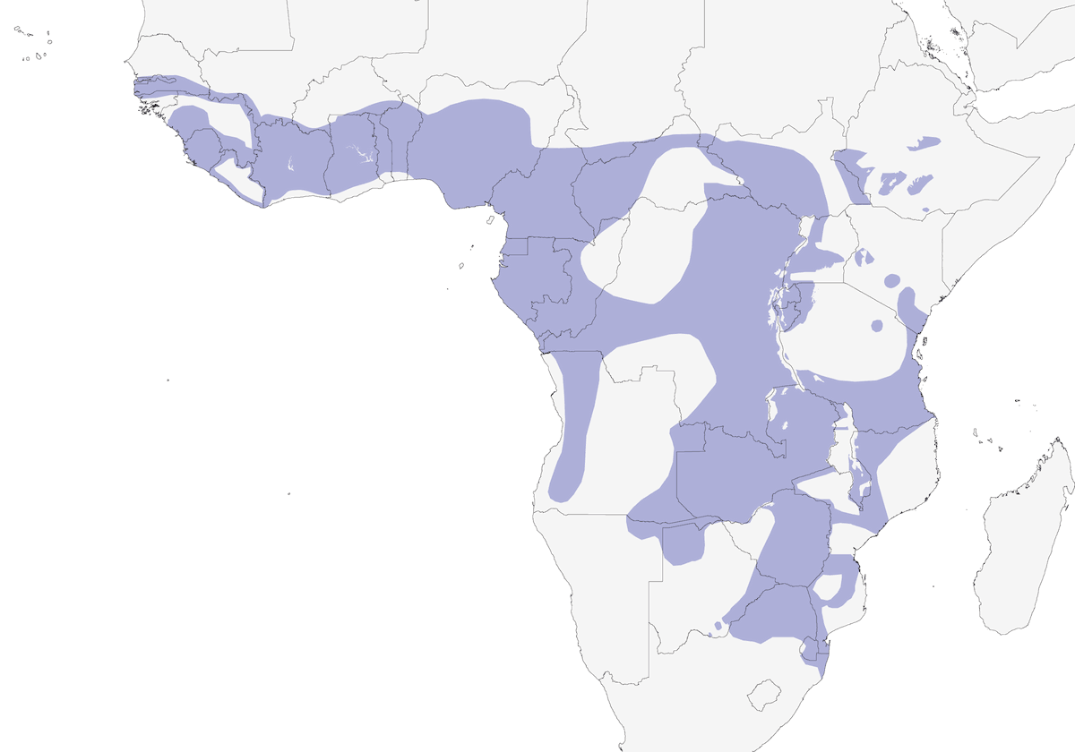 Monarca Plomizo, Distribución 1