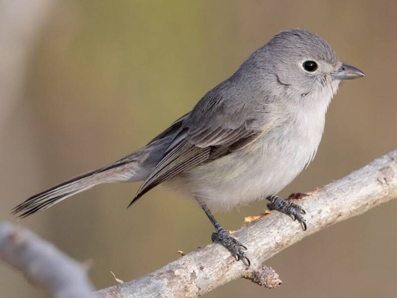 Grauvireo, Fotos 3