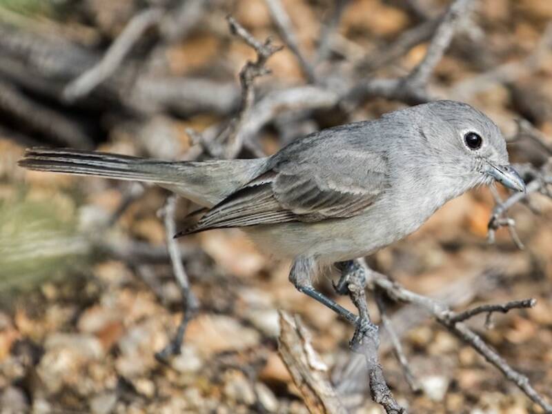 Grauvireo, Fotos 4
