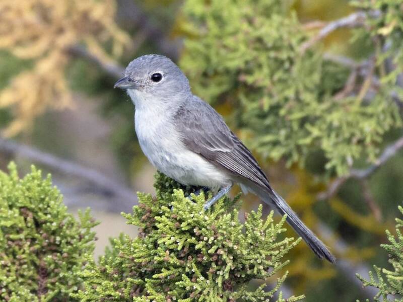 Grauvireo, Fotos 2