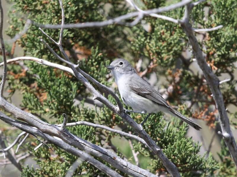 Vireo gris