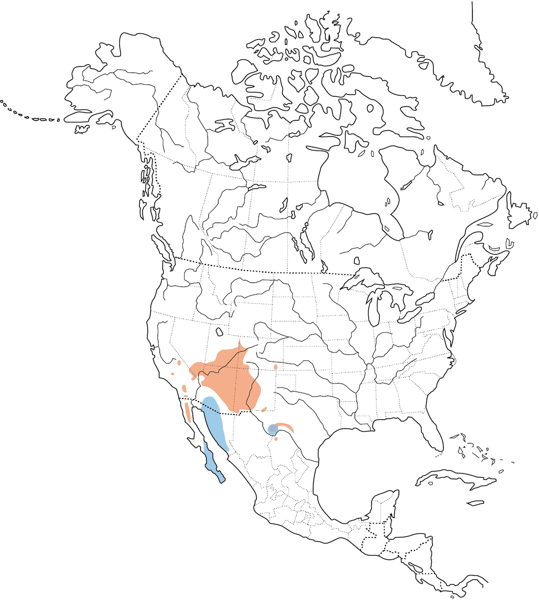 Grauvireo, Verbreitung 1
