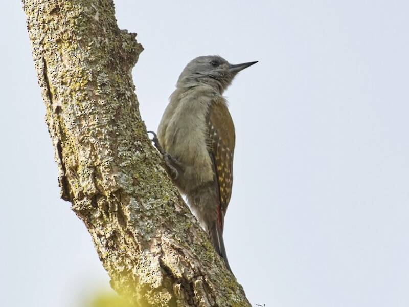 Picchio grigio africano, Foto 3