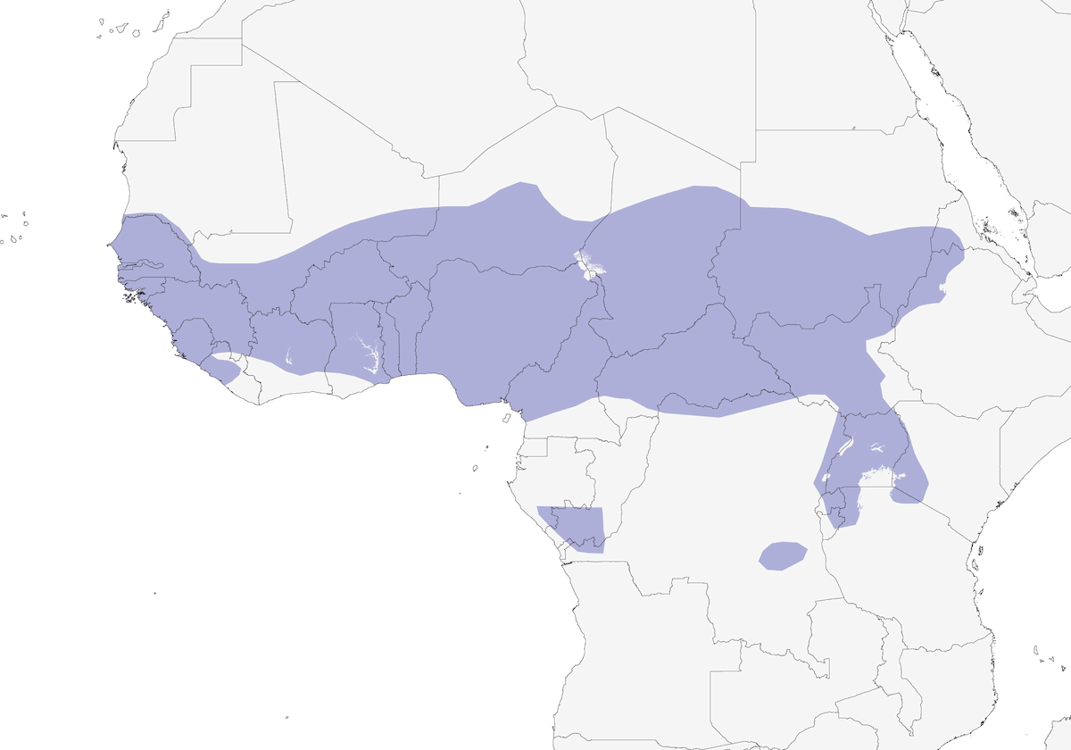 Picchio grigio africano, Distribuzione 1