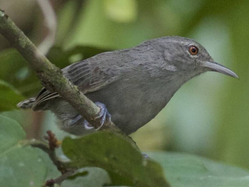 Troglodyte gris, Photos 3
