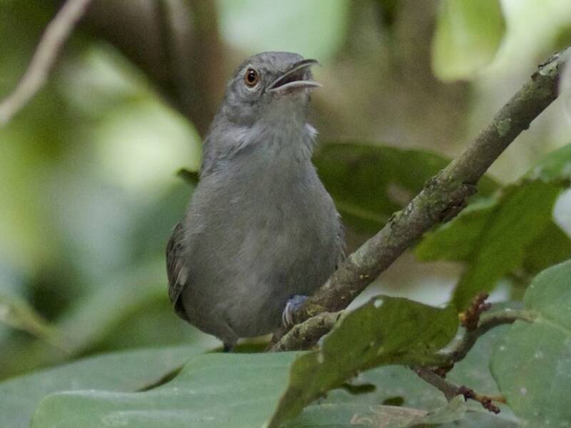 Troglodyte gris, Photos 2