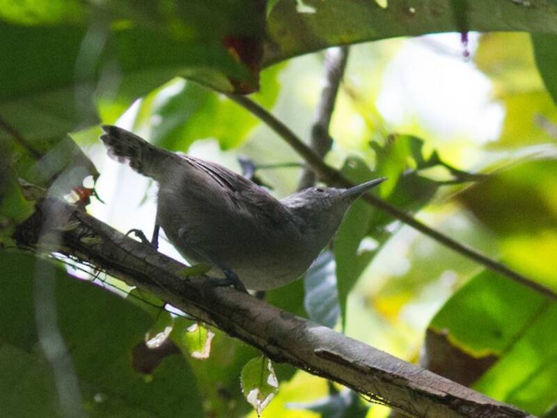 Chochín Gris