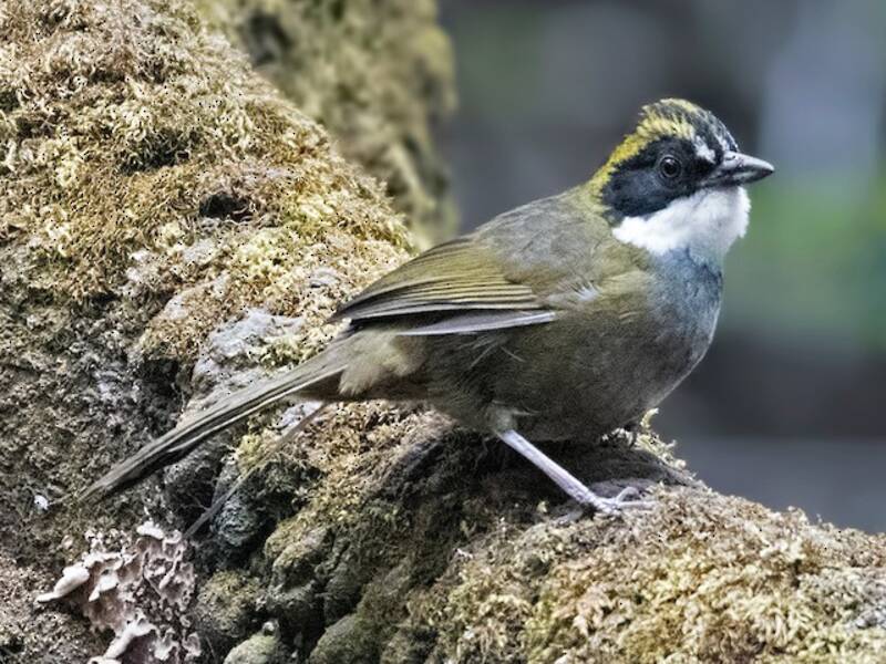 Matorralero Rayado Verde