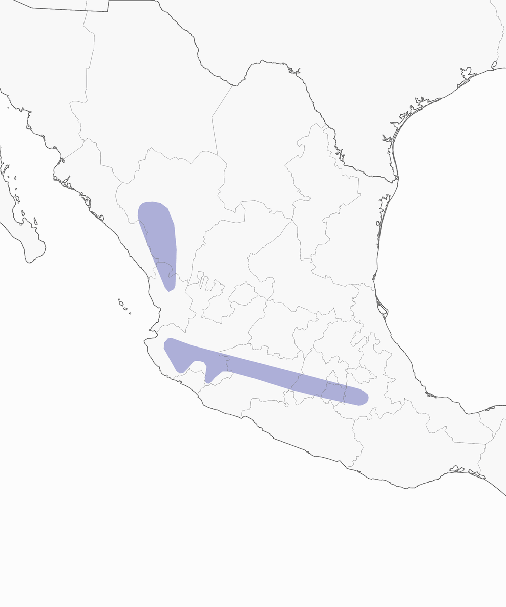 Matorralero Rayado Verde, Distribución 1