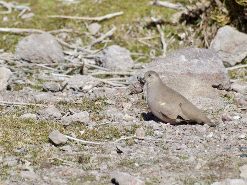 Tortora terrestre macchiadorata, Foto 3