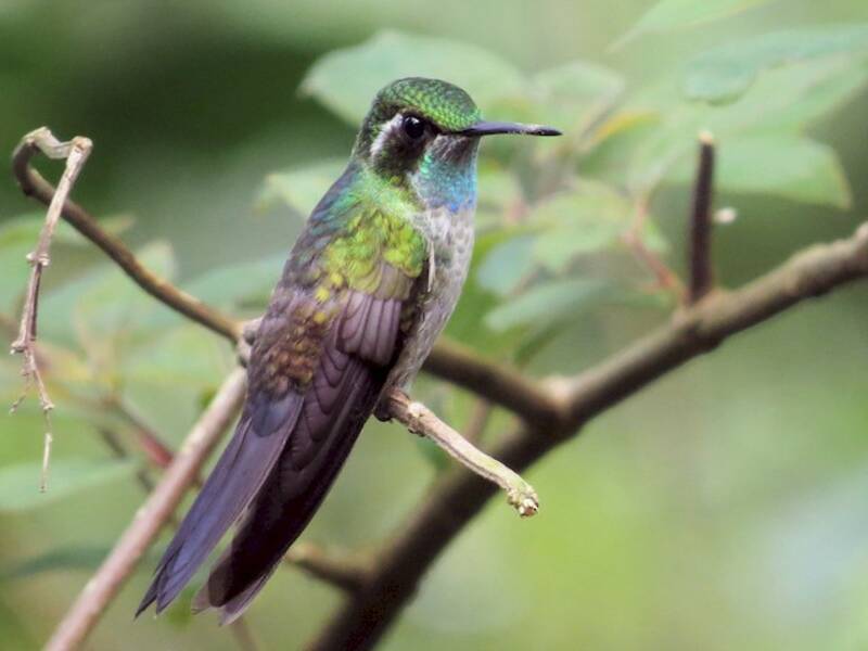 Green-throated Mountain-gem, 照片 4