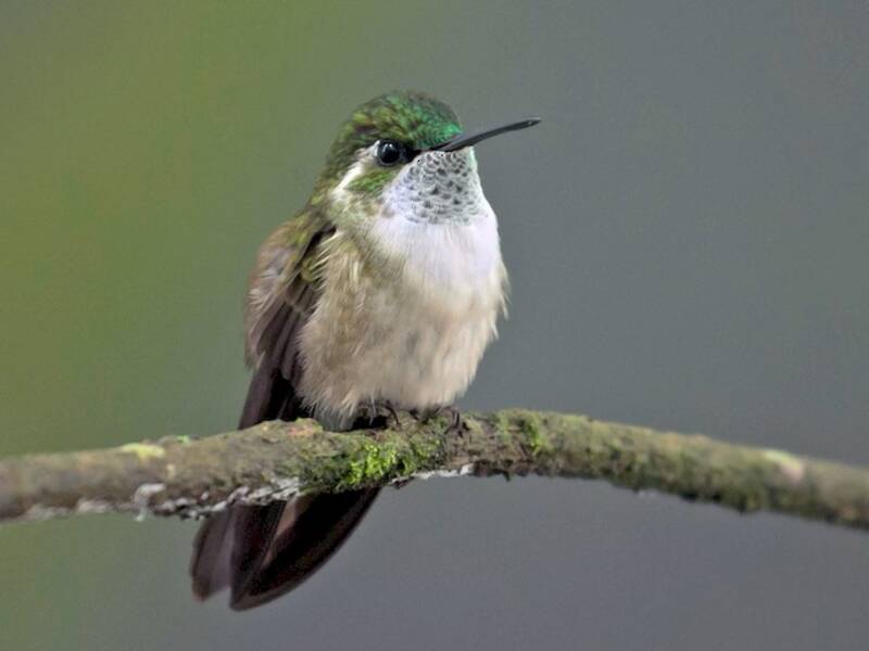 Green-throated Mountain-gem, 照片 2