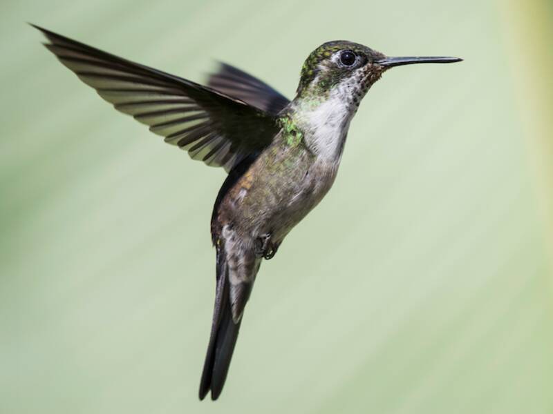 Green-throated Mountain-gem