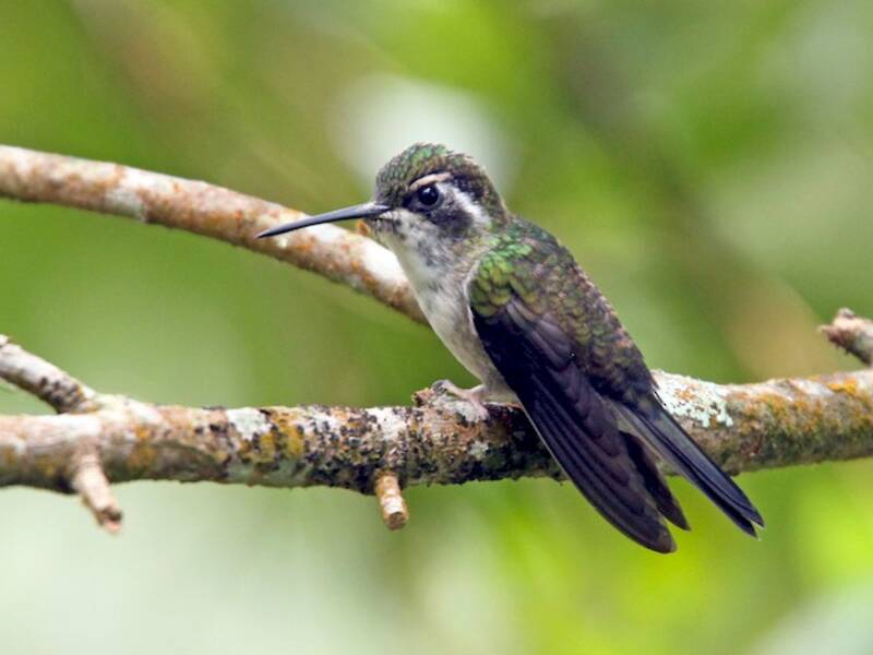 Green-throated Mountain-gem, 照片 3