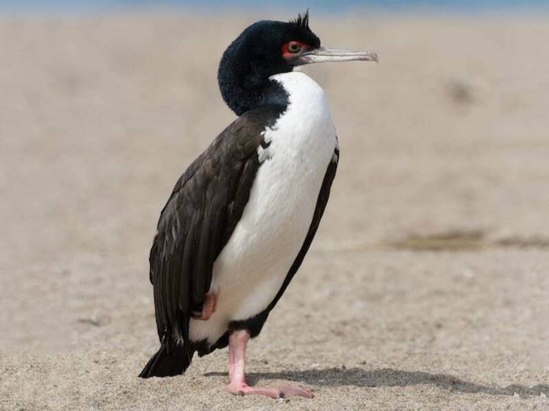 Cormorano di Guanay, Foto 4