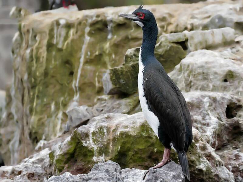 Cormorano di Guanay, Foto 3