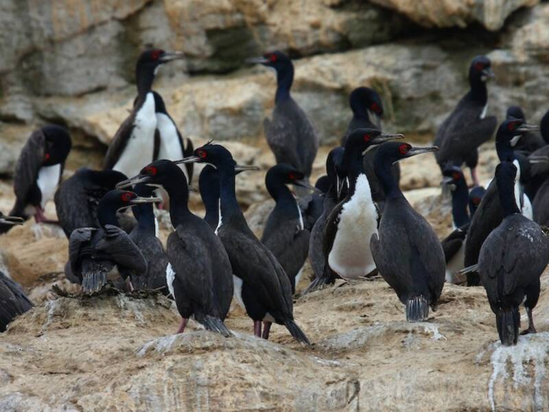 Cormorano di Guanay