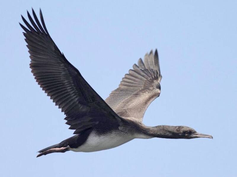 Cormorano di Guanay, Foto 2