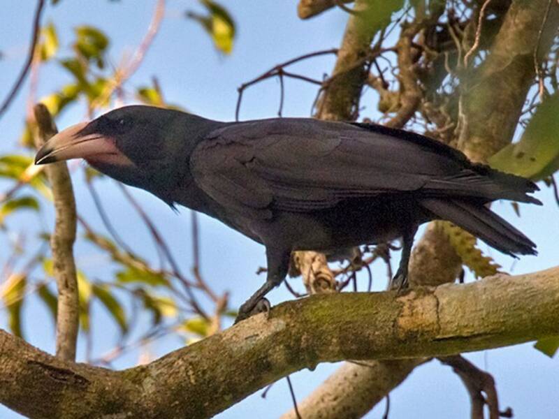 Guadalcanal Crow, Photos 4