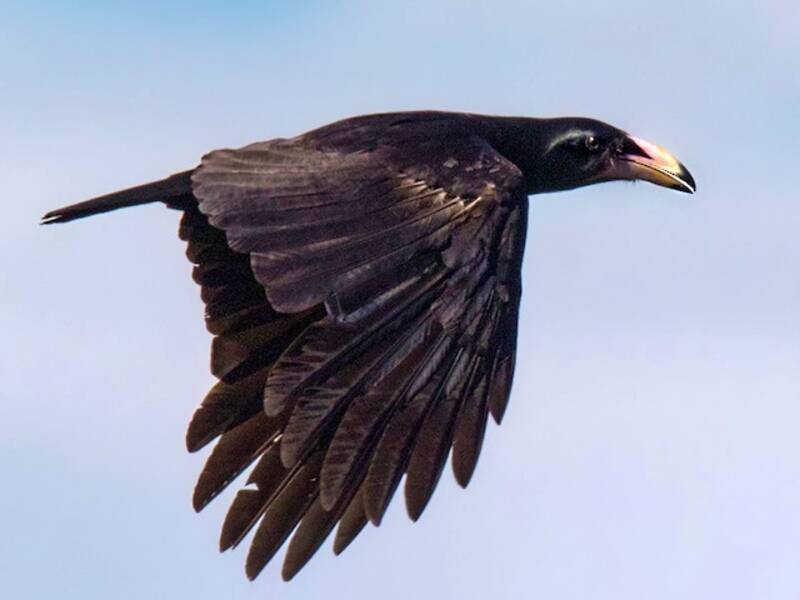 Guadalcanal Crow, Photos 3