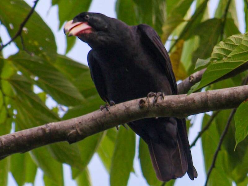 Guadalcanal Crow, Photos 2