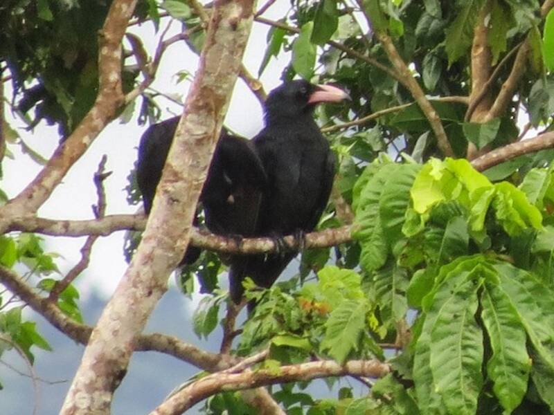 Guadalcanal Crow