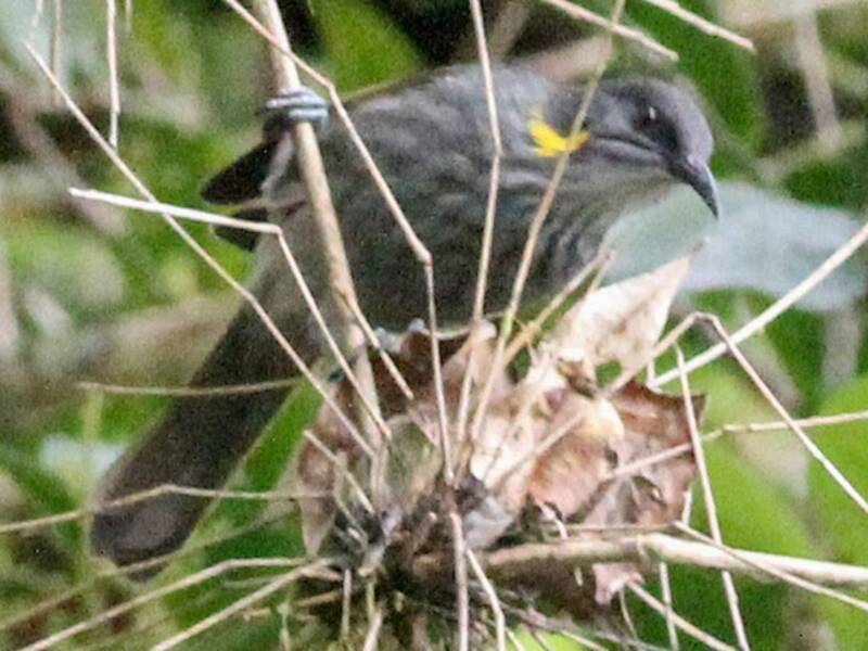 Guadalcanal Honeyeater
