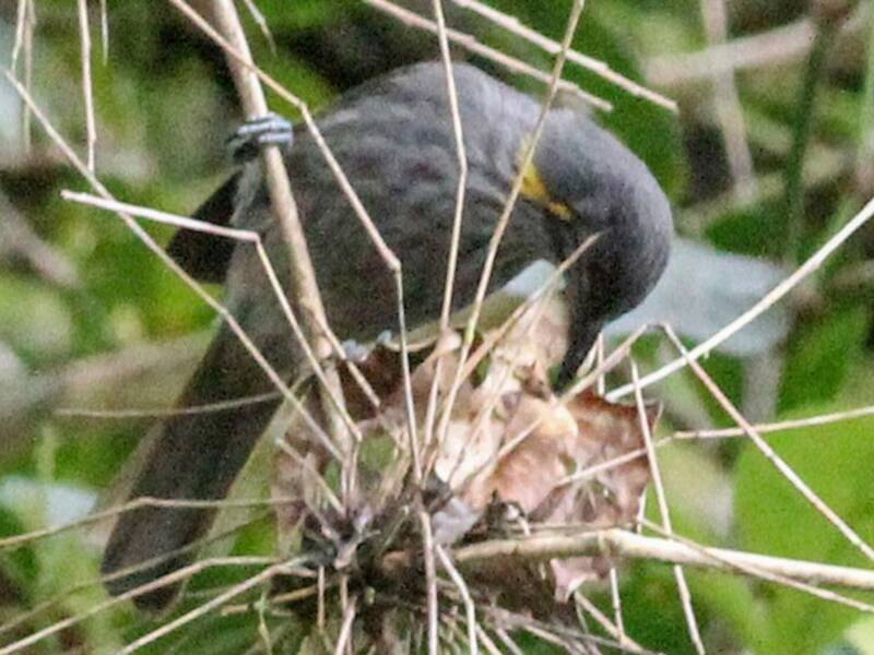 Guadalcanal Honeyeater, Photos 2