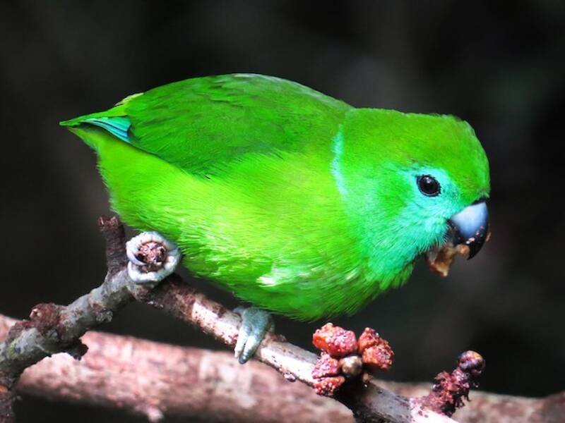 Guaiabero, 照片 4