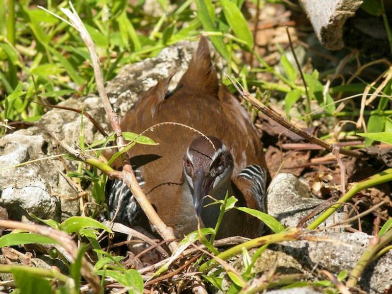 Rascón de Guam, Fotos 2