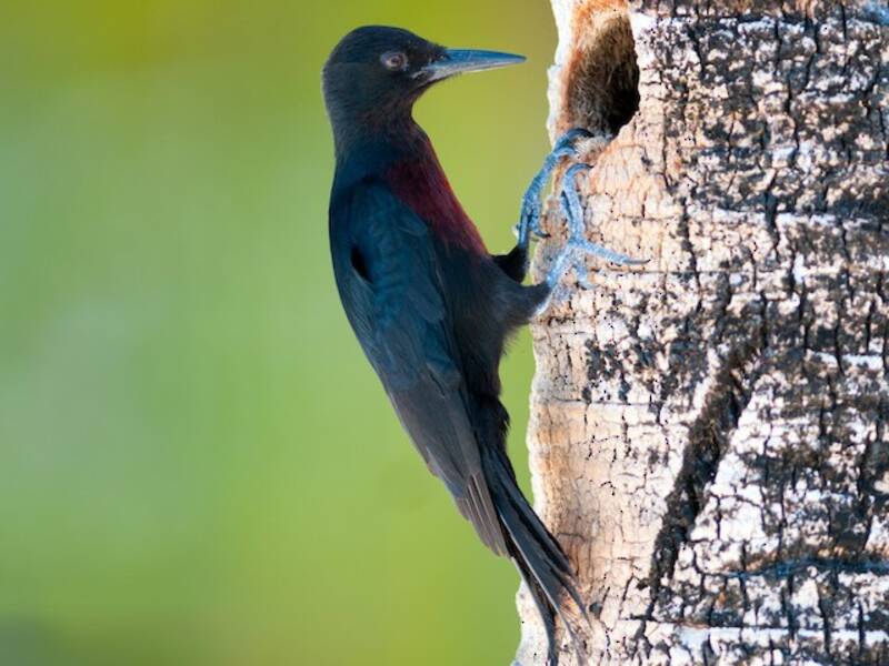 Guadeloupe Woodpecker, 照片 3