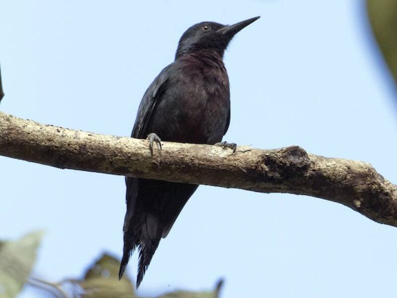 Guadeloupe Woodpecker, 照片 2