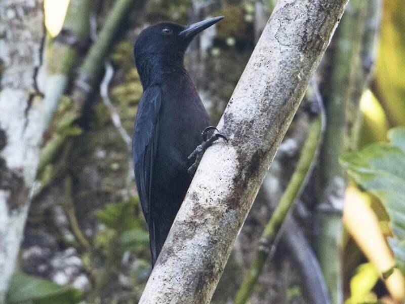 Guadeloupe Woodpecker (Melanerpes herminieri)