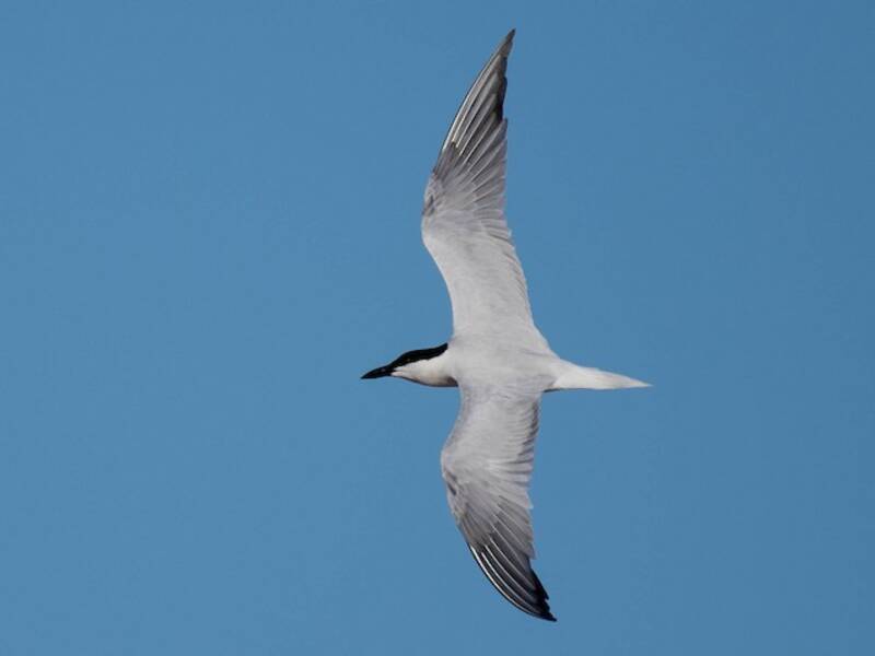 Australian Tern, 照片 2