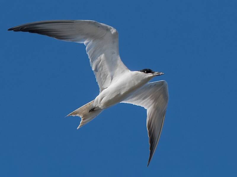 Australian Tern, 照片 4