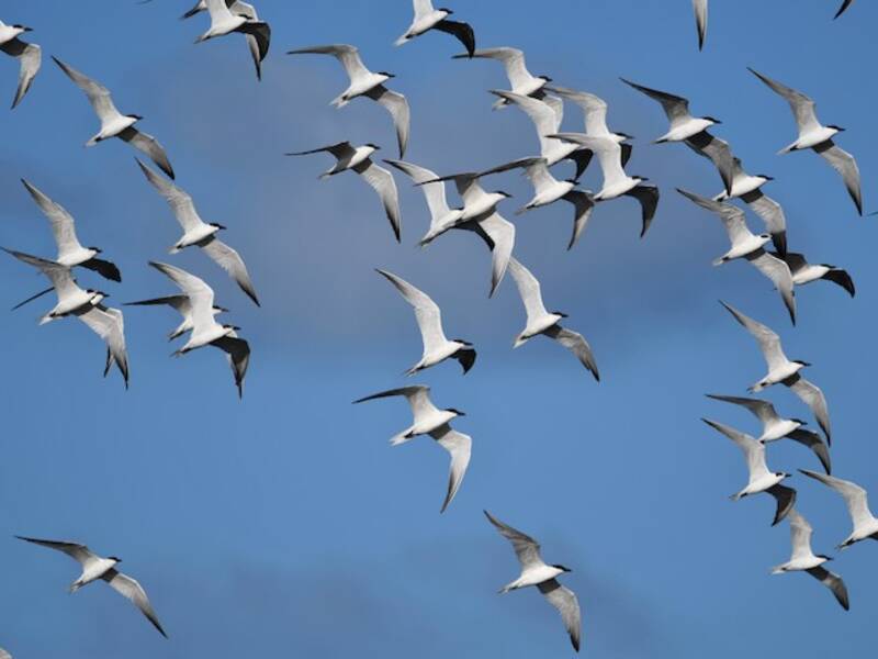 Australian Tern, 照片 3
