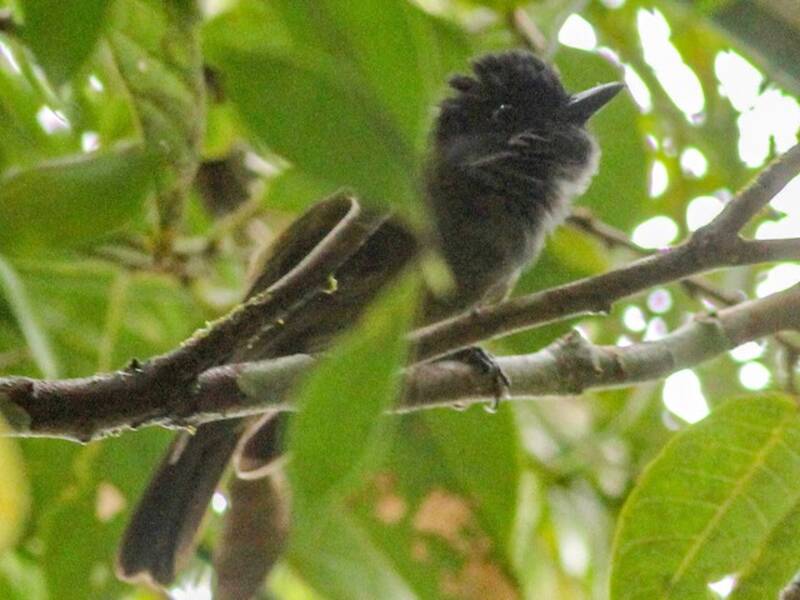 Guadalcanal Hooded Whistler, Photos 2