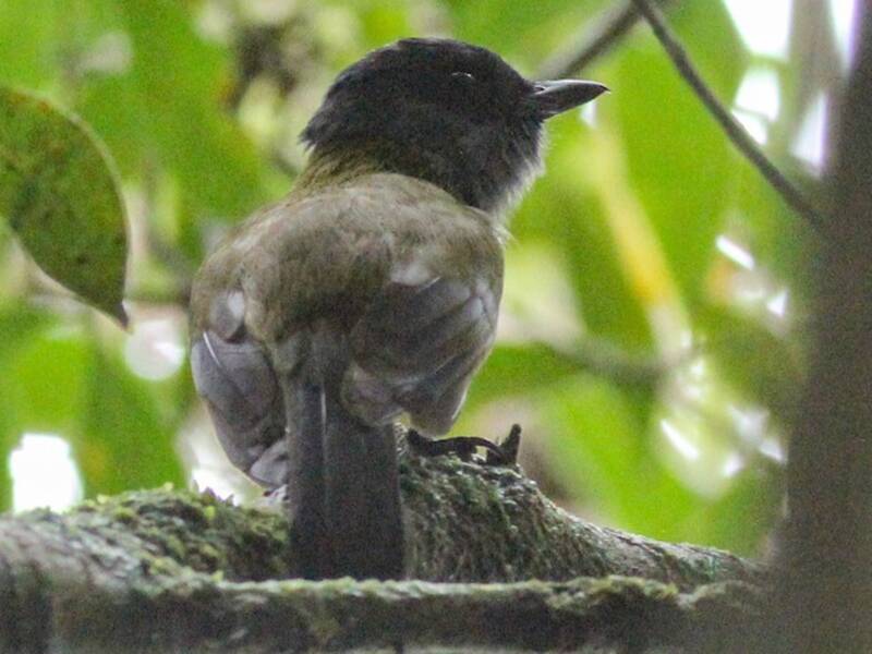 Guadalcanal Hooded Whistler, Photos 3