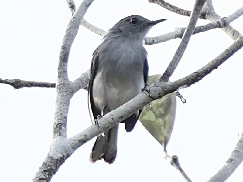 Pigliamosche del Rio Negro