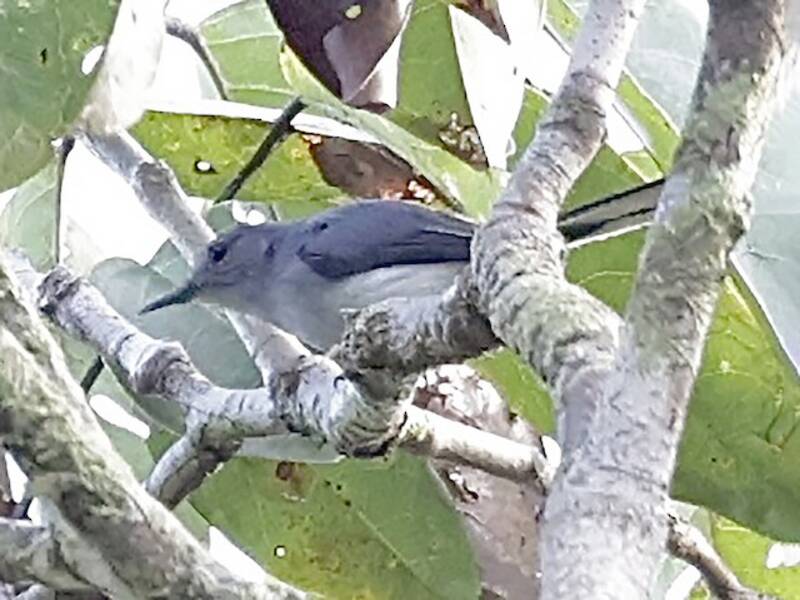 Pigliamosche del Rio Negro, Foto 3