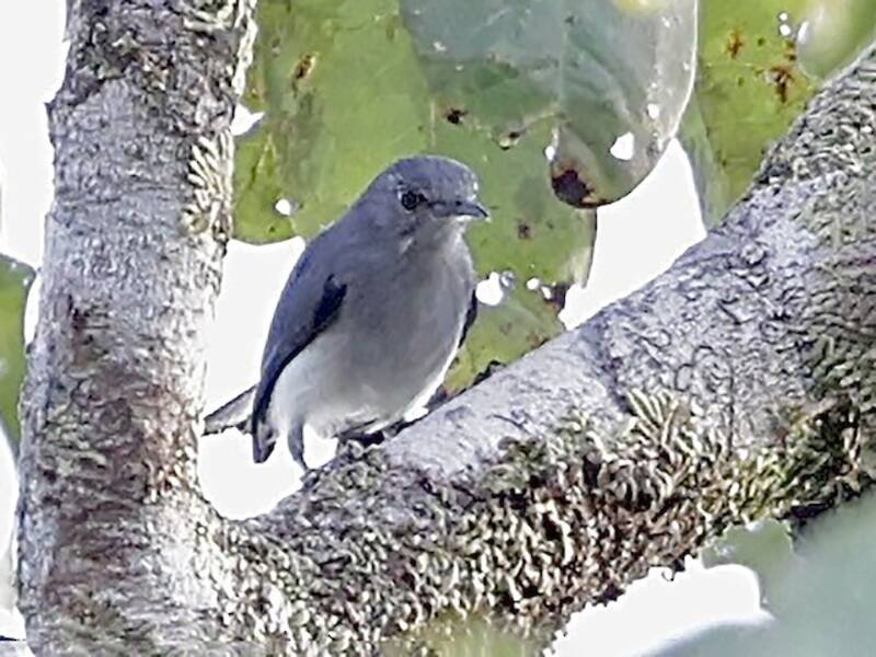 Pigliamosche del Rio Negro, Foto 2