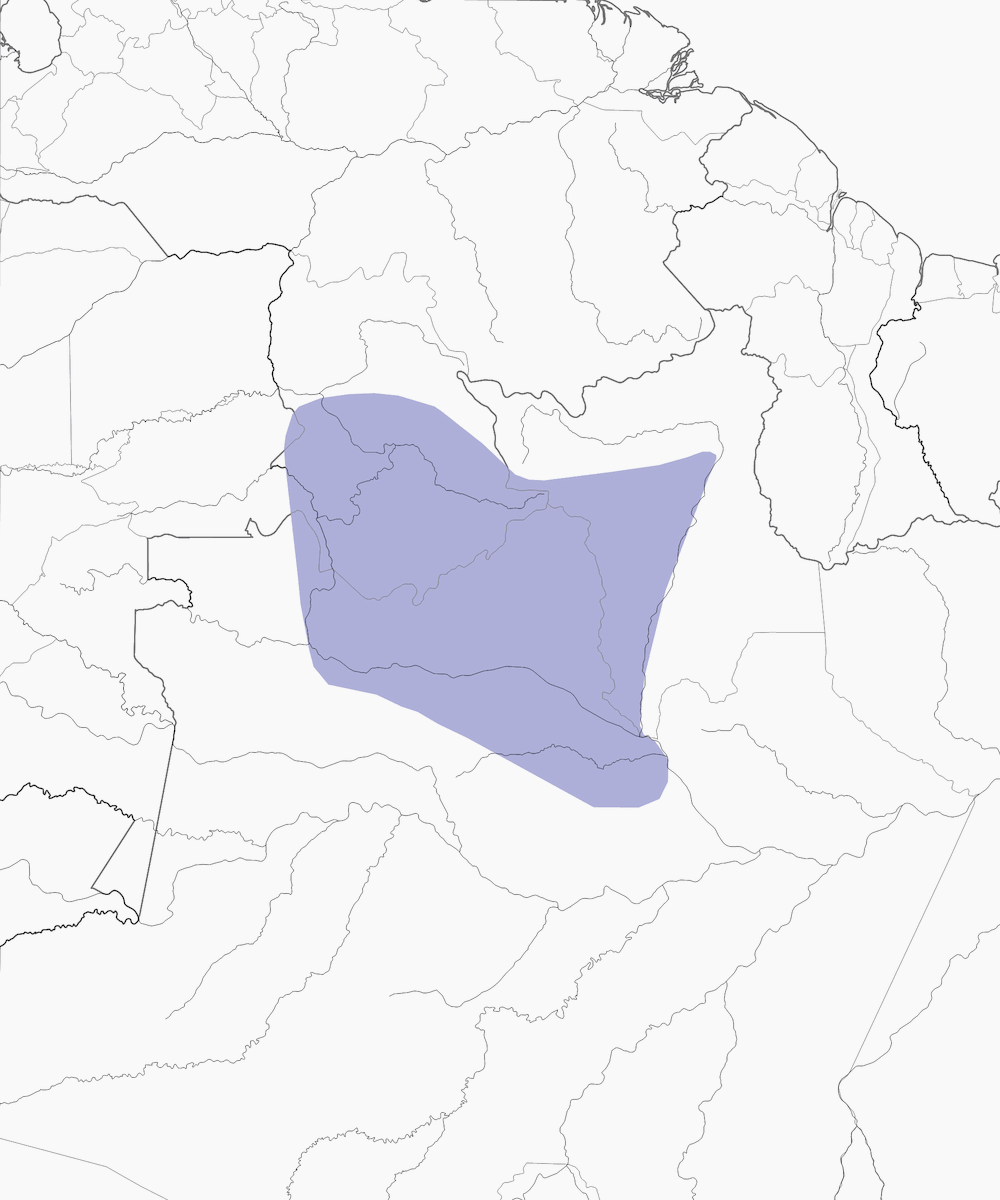 Pigliamosche del Rio Negro, Distribuzione 1