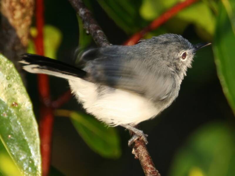 Zanzariere della Guyana, Foto 3