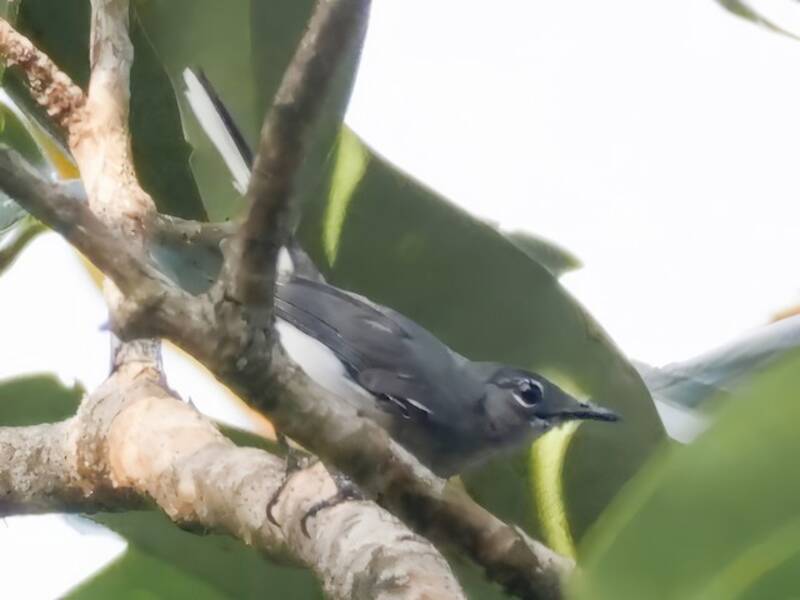 Zanzariere della Guyana, Foto 2