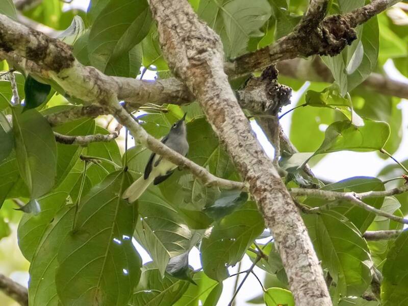 Zanzariere della Guyana, Foto 4